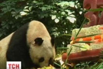 Найстаріша в світі панда відзначила свій 37 день народження