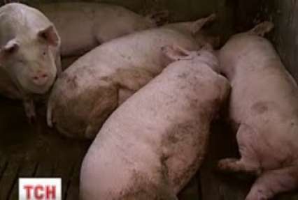 Африканська чума «косить» поголів’я свиней на Київщині