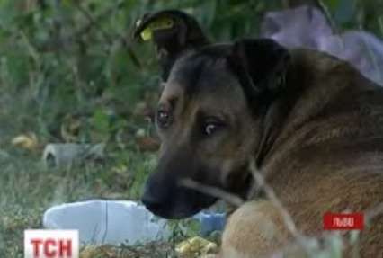 У Львові розпочали чіпування безпритульних собак
