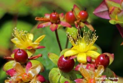 От рака лечит  зверобой