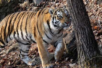 Амурского тигренка из спецпроекта Путина застрелили в Хабаровском крае