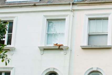 Британцев шокировала спящая лиса на балконе