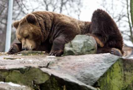 Давившие медведя джипом жители Курил задержаны