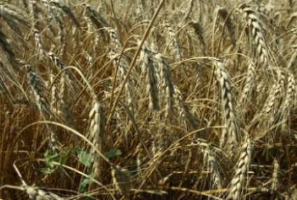 Херсонская область побила рекорд по урожаю зерновых