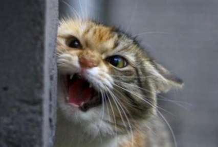 Из-за бешеного котенка в Харькове объявили карантин