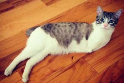 Кошка-инвалид разжалобила пользователей Интернета (фото)