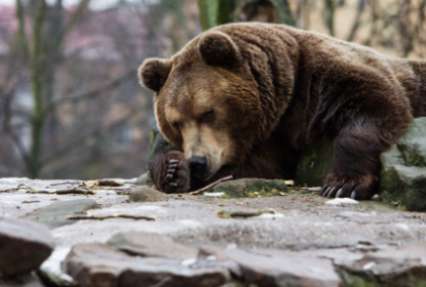 Курильские лесничие выяснили судьбу пострадавшего от туристов медведя