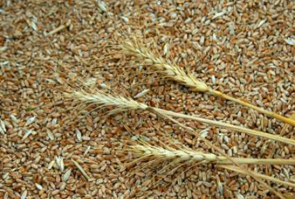Курская фермерша, грозившая сжечь урожай, сообщила о краже ее пшеницы приставами