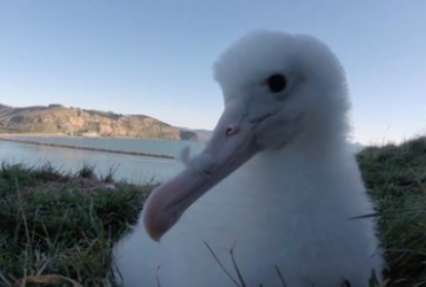 Любопытный птенец альбатроса исследовал экшен-камеру (видео)