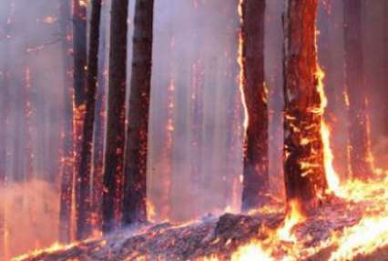 Масштабный пожар в Запорожской области: загорелись гектары леса
