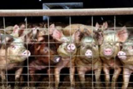 На Киевщине из-за вспышки чумы сожгли 37 тысяч свиней