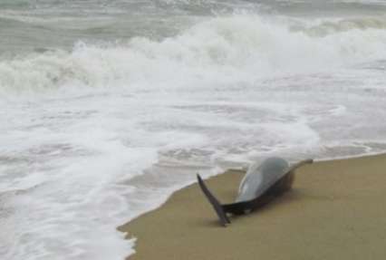 На побережье префектуры Фукусима выбросились мертвые дельфины