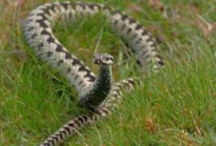 На Прикарпатье – очередная жертва змеиного укуса