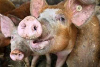 На Сумщине новая вспышка африканской чумы свиней