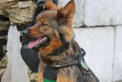 На Закарпатье пограничники догоняли нелегалов со стрельбой и служебной собакой