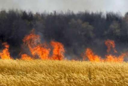 Под Одессой сожгли пшеницы на сотни тысяч гривен