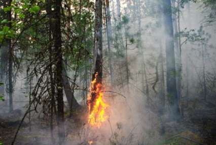 Пожары в Сибири: горит остров Ольхон на Байкале, общая площадь пожаров в регионе - более 40 тысяч га