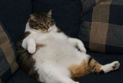 Прожорливый кот довел до истерики британца