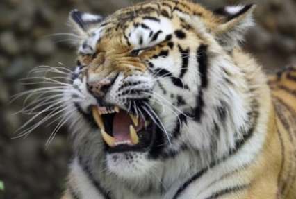 Ранивший амурского тигренка браконьер написал явку с повинной