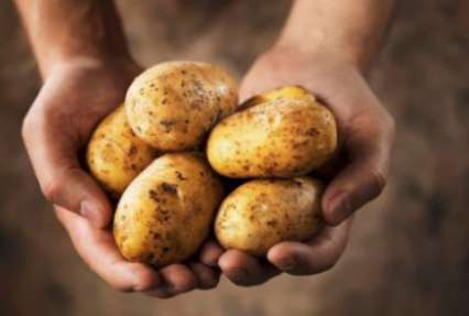 Россия вернет 4,3% закупленных в Украине картофеля и круп