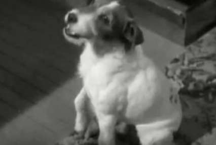 Самую знаменитую собаку Голливуда усыпили