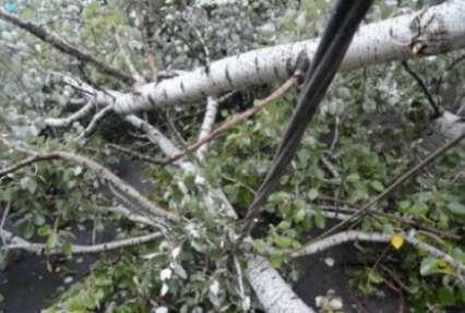Ураган на Волыни повалил 50 деревьев и травмировал 7 человек – ГСЧС
