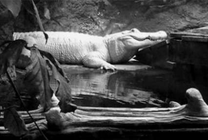 В американском зоопарке умер редчайший белый аллигатор