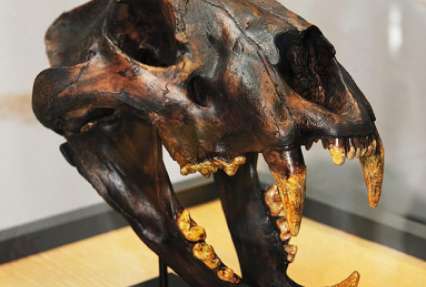В Башкирии ученые нашли кости гигантского пещерного льва и убитого охотниками пещерного медведя