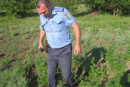 В центре Днепропетровска молодой человек вырастил плантацию 2-метровой конопли