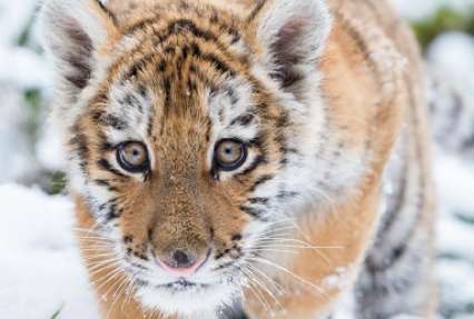 В Хабаровском крае завели дело из-за убийства амурского тигренка