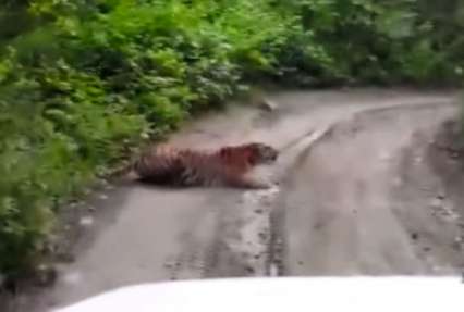В Приморье автомобилисты наткнулись на тигра, разлегшегося посреди дороги (ВИДЕО)