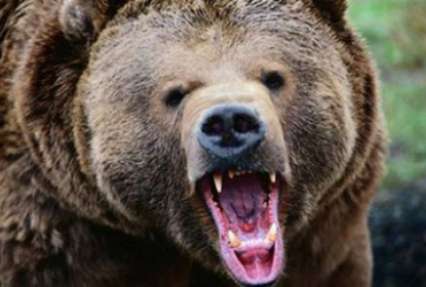 В России медведь напал на туристку