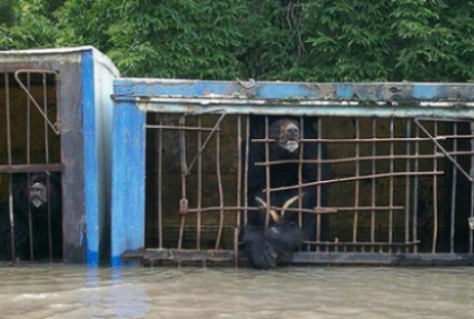 В Уссурийске затопило зоопарк