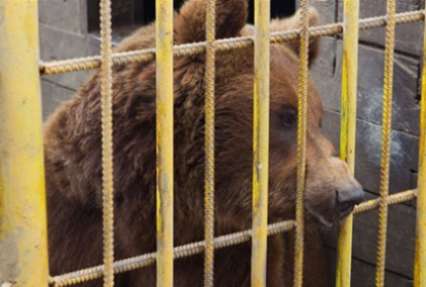 Возле клетки с медведями в томской шашлычной поставили охрану