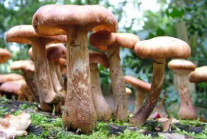 Вся правда о грибах: создали жизнь и научились зомбировать