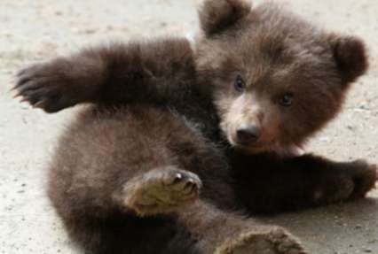 Выращенные китайским фермером собаки оказались медведями