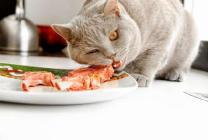Чем кормить кошку?