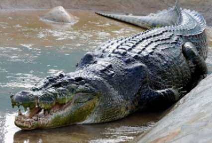 В Зимбабве крокодилы съели священника, который демонстировал чудо Иисуса