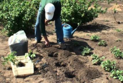 Как правильно высадить рассаду в грунт: советы опытных садоводов