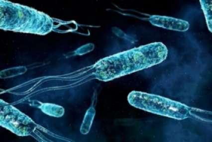 Женщину убила бактерия, резистентная ко всем известным антибиотикам